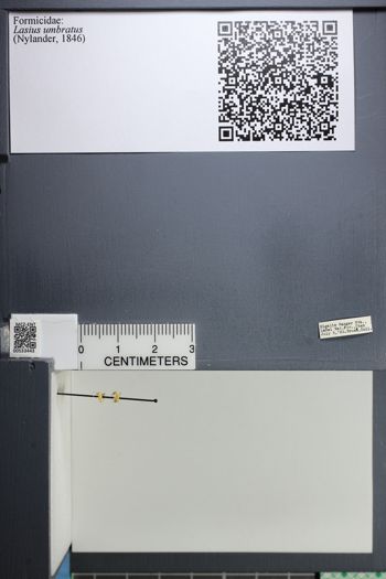 Media type: image;   Entomology 533443